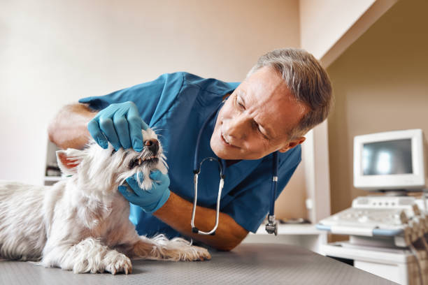 Best 24-Hour Emergency Dentist in Council Bluffs, IA
